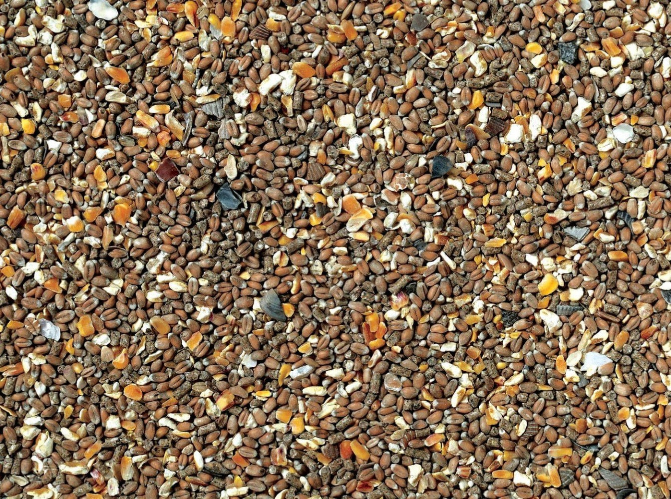 Corn & Oyster Shell Chicken Feed 5kg – Nutritious Poultry Feed for Strong Eggshells & Healthy Laying Hens, Ideal for Backyard Chickens & Small Flocks by J&J
