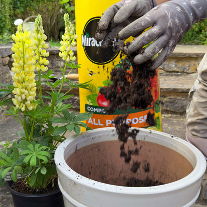 2x Miracle-Gro All Purpose Compost 40L Large Volume Multi-Use Plant Growing Medium for Flowers, Vegetables, Shrubs, Houseplants, Pots & Garden Beds