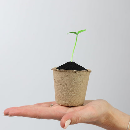 Plant Pots 96pcs 6 Cm Paper Cups Seed Pots Round Seedling Pots For Growing Vegetables, Fruit, Herb, Flower