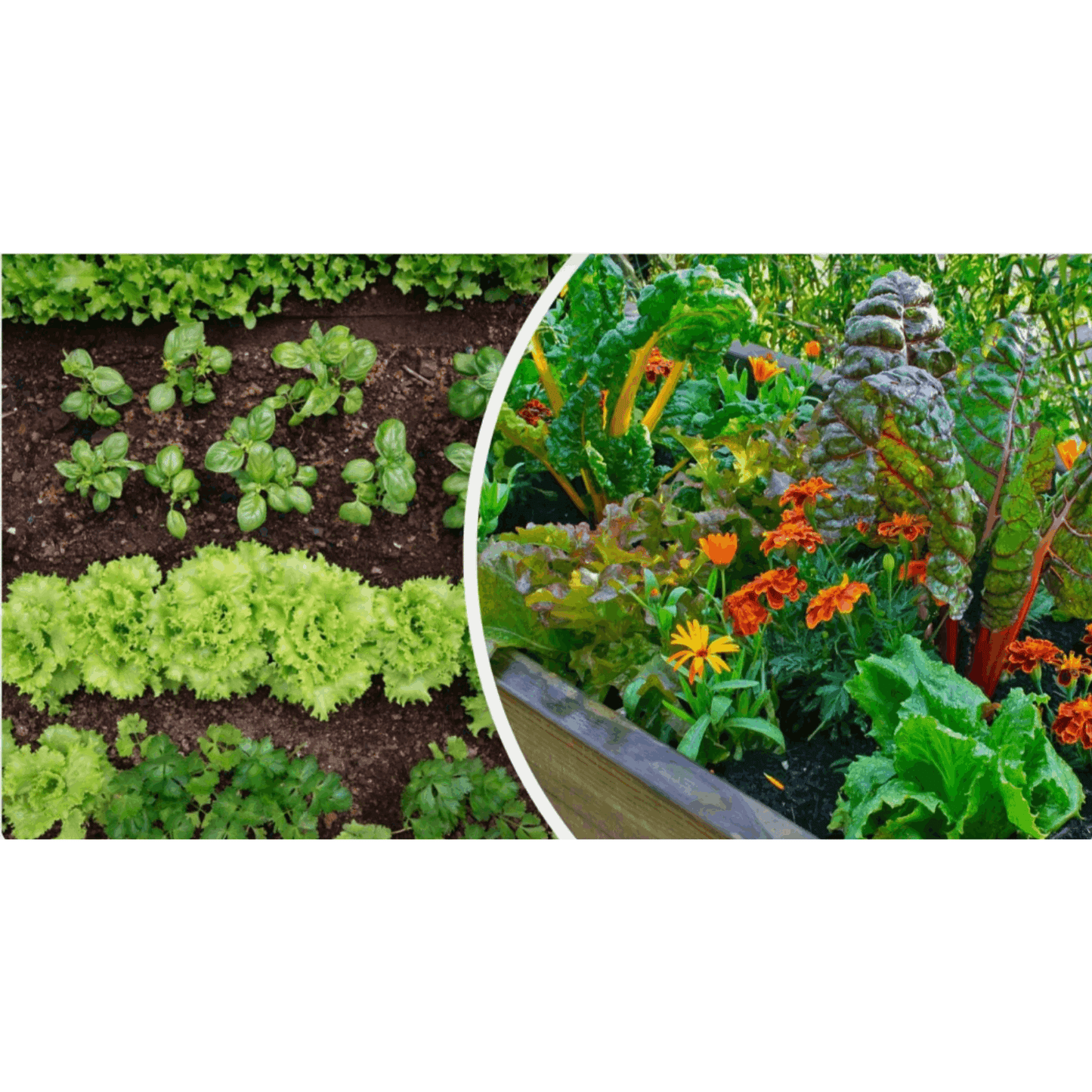 3x Eazifeed Multipurpose Grow Easy 500ml Liquid Plant Food Concentrated Garden Nutrient Solution for Flowers, Vegetables & Houseplants, Fast Acting Growth Support Formula