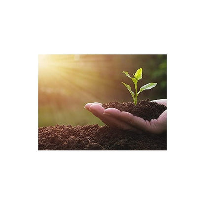 Multi-Purpose 60L Growmoor Compost Soil, Contains Nutrients for Plants with Membrane Included | Packs of 1, 2, 3 or 4 Available | Nutrient Rich Compost Mix for Potting, Growing Garden, Plant Beds, Hanging Baskets | Fast Dispatch from UK Seller