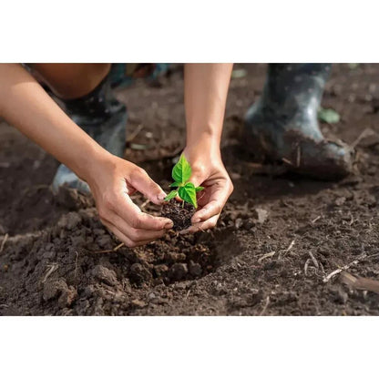 Doff Fish Blood And Bone Fertilizer 2kg Natural Organic Plant Food High Nutrient Formula For Healthy Growth