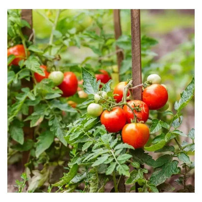 2 X Doff Liquid Seaweed Concentrate 1L For Use on Garden Plants Shrubs & Vegetables, Supports Growth, Makes Up to 300L