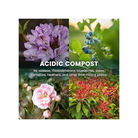 Growmoor Ericaceous Compost 50L Premium Soil Mix For Azalea Camellia Rhododendron And Heather Plants