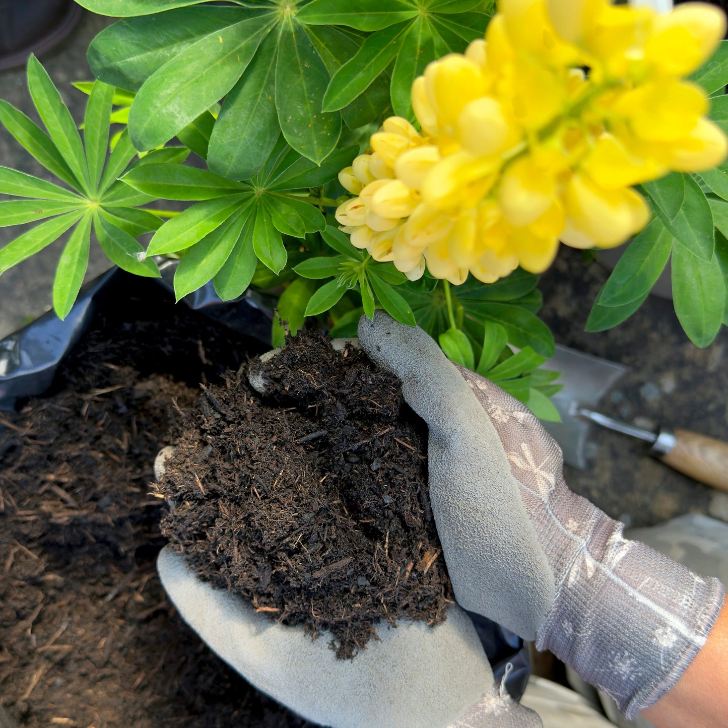 2x Miracle-Gro All Purpose Compost 40L Large Volume Multi-Use Plant Growing Medium for Flowers, Vegetables, Shrubs, Houseplants, Pots & Garden Beds