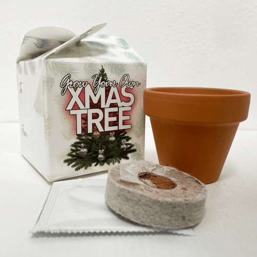 Grow Your Own Christmas Tree Mini Box Kits Teacher Thank You Kids Birthdays Parties Corporate Events Wedding Favours Christenings Xmas Holidays Gift Box Funerals