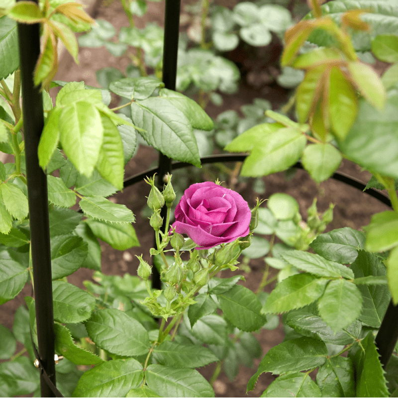 Garden Obelisk | Made From Coated Steel Tubing with Easy Assembly | Stylish And Modern Design | Ideal For Climbing Plants, Roses, Shrubs, Trees and Perfect for Decoration | Pointed Feet For Stability