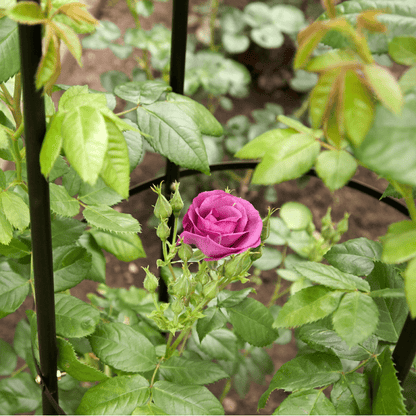 Garden Obelisk | Made From Coated Steel Tubing with Easy Assembly | Stylish And Modern Design | Ideal For Climbing Plants, Roses, Shrubs, Trees and Perfect for Decoration | Pointed Feet For Stability
