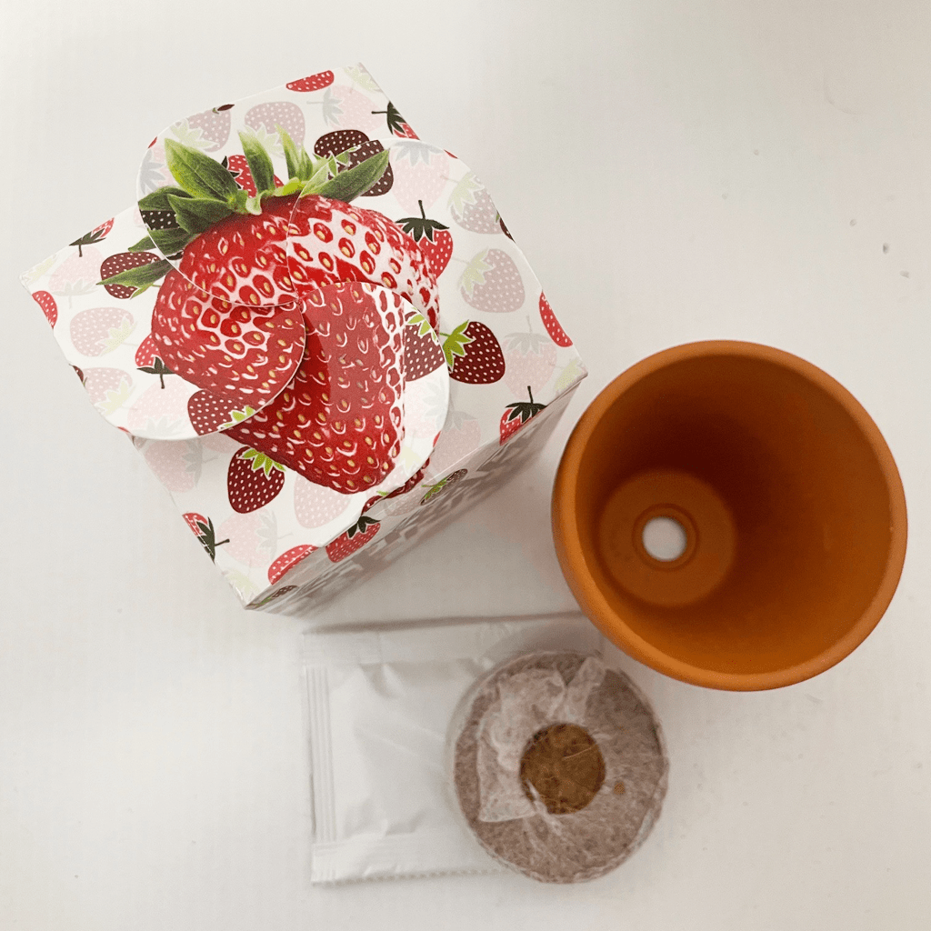 Grow Your Own Strawberry Mini Box Kits Teacher Thank You Kids Birthdays Parties Corporate Events Wedding Favours Christenings Strawberries Holidays Gift Box Funerals