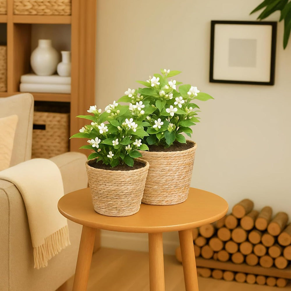 3pcs Grass Woven Flower Pots, Potted Plants, Rattan Flower Baskets, Decorations Suitable for Bedrooms, Living Rooms, Dining Tables, Green Plant Decoration Sets
