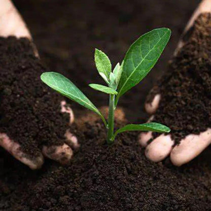 4x Growmoor Multi Purpose Compost 5L All Purpose Potting Soil for Flowers, Plants, Vegetables & Seedlings Indoor & Outdoor Gardening Soil Mix