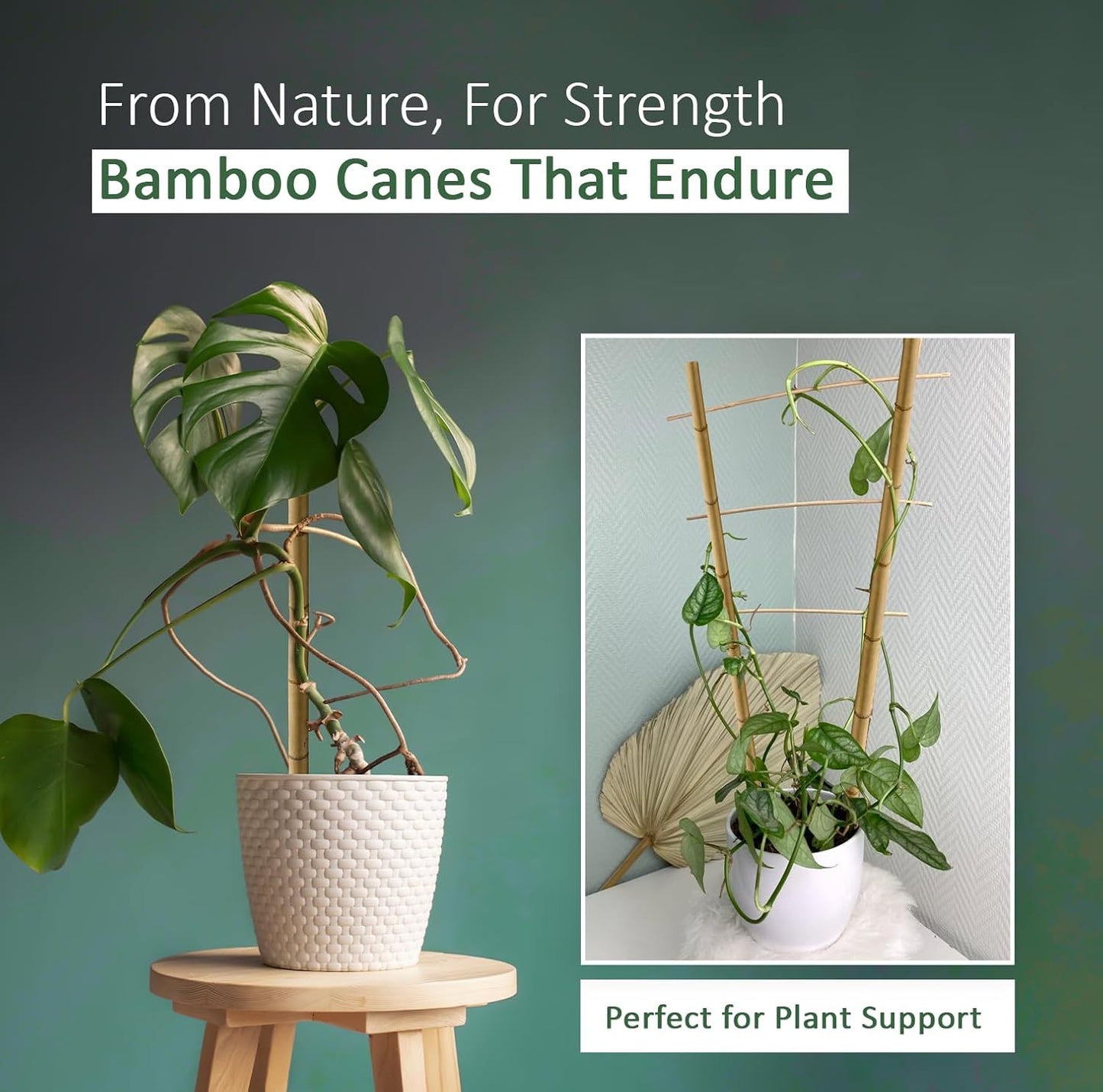 Thick Bamboo Canes 5FT 14-16mm Heavy Duty Garden Stakes 10pcs Natural Bamboo Plant Support Sticks Strong Wooden Plant Stakes for Climbing Plants, Tomatoes, Beans, Flowers & Vegetables, Durable Bamboo Poles for Garden, Balcony, Patio & Outdoor Use, Plant S