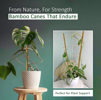 Thick Bamboo Canes 5FT 14-16mm Heavy Duty Garden Stakes 10pcs Natural Bamboo Plant Support Sticks Strong Wooden Plant Stakes for Climbing Plants, Tomatoes, Beans, Flowers & Vegetables, Durable Bamboo Poles for Garden, Balcony, Patio & Outdoor Use, Plant S