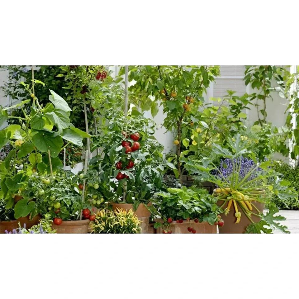 DOFF Fish Blood and Bone 2kg All Purpose Natural Plant Food Fertiliser