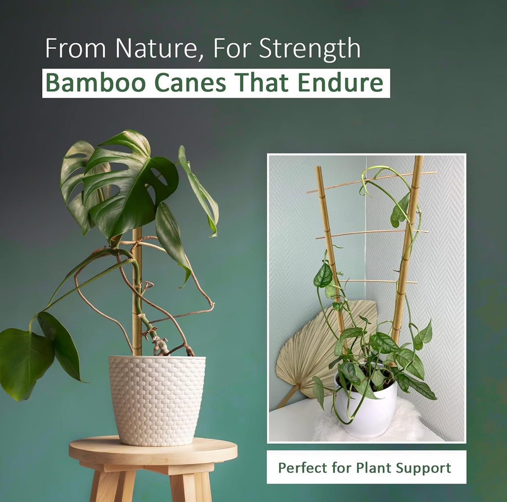 Bamboo Cane with 5FT, 16mm, pack of 30, Canes 5FT 14-16mm of Heavy Duty - product gallery image 11
