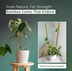 Bamboo Cane with 5FT, 16mm, pack of 30, Canes 5FT 14-16mm of Heavy Duty - product gallery image 11