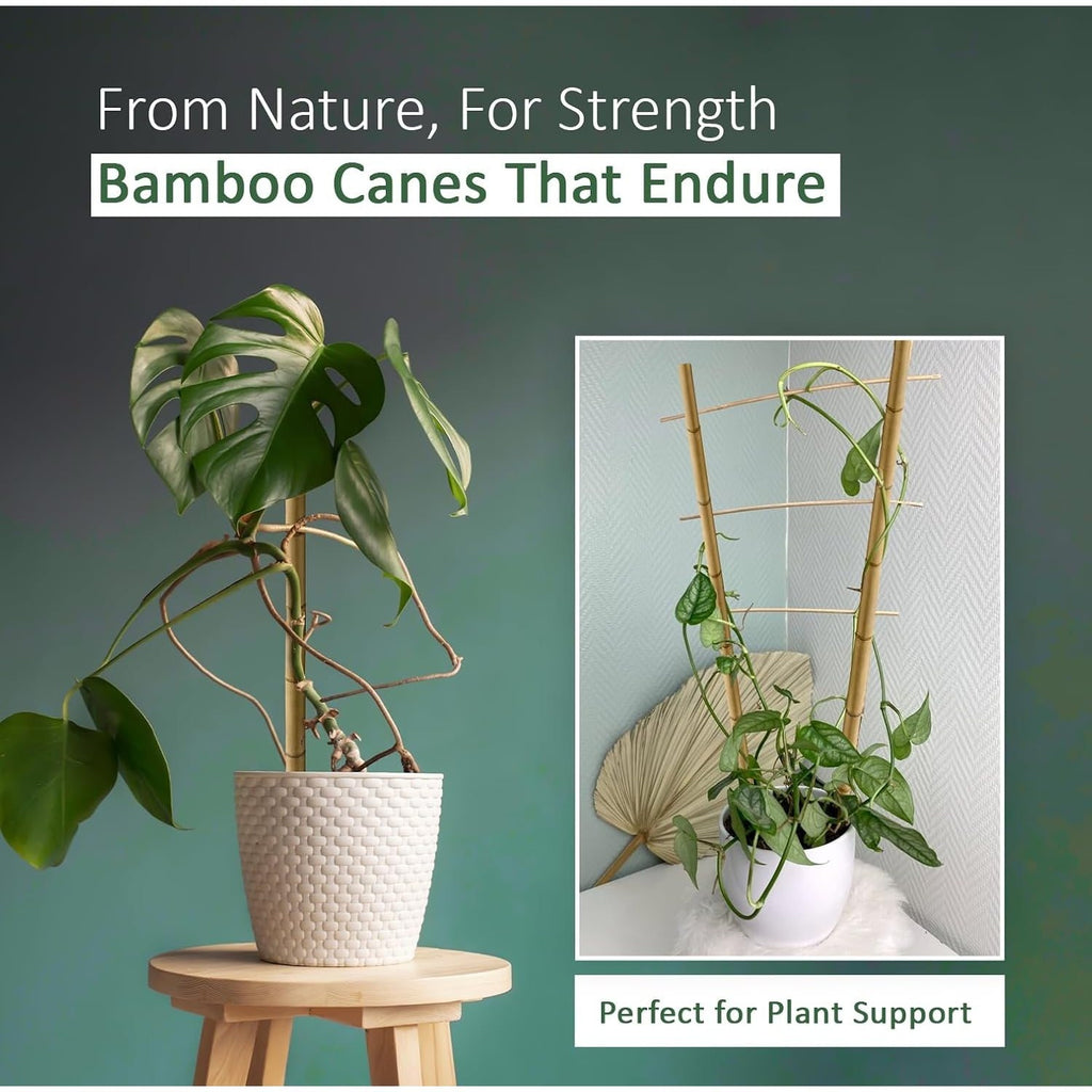 Bamboo Cane with 5FT, 16mm, pack of 30, Canes 5FT 14-16mm of Heavy Duty - product gallery image 2
