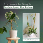 Bamboo Cane with 5FT, 16mm, pack of 30, Canes 5FT 14-16mm of Heavy Duty - product gallery image 2