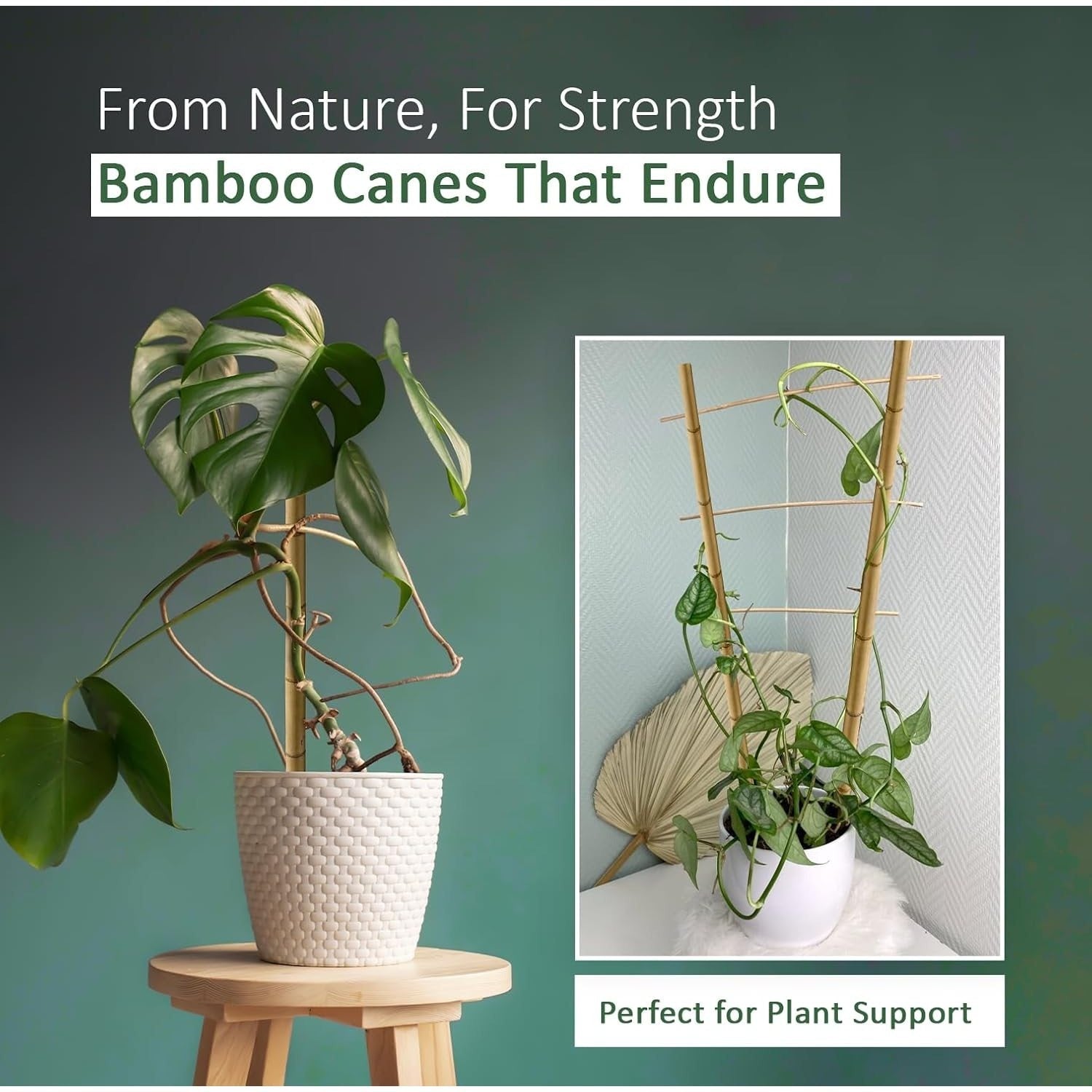 Bamboo Cane with 5FT, 16mm, pack of 30, Canes 5FT 14-16mm of Heavy Duty - product gallery image 2