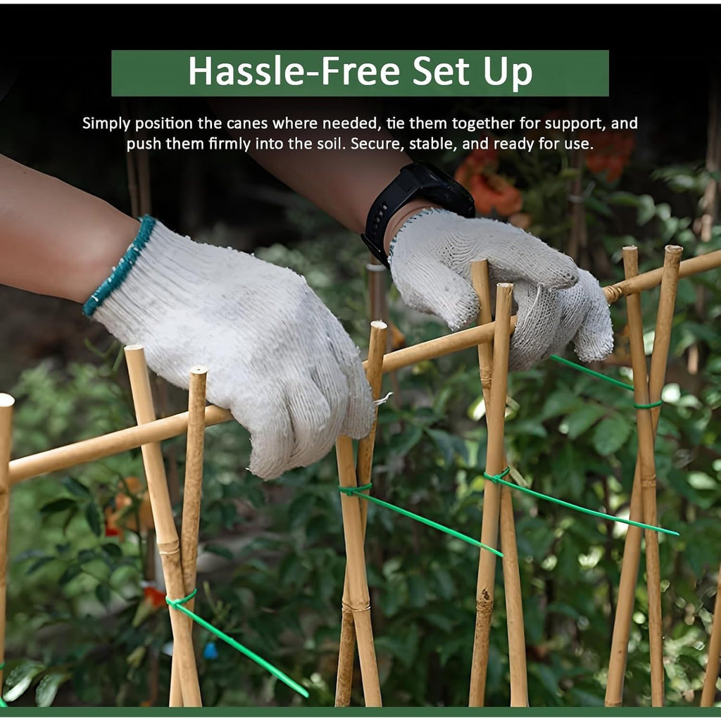 Bamboo Cane with 5FT, 16mm, pack of 30, Canes 5FT 14-16mm of Heavy Duty - product gallery image 6