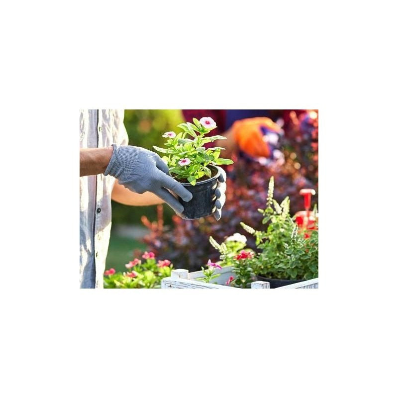 Growmoor Ericaceous Compost 50L Premium Soil Mix For Azalea Camellia Rhododendron And Heather Plants