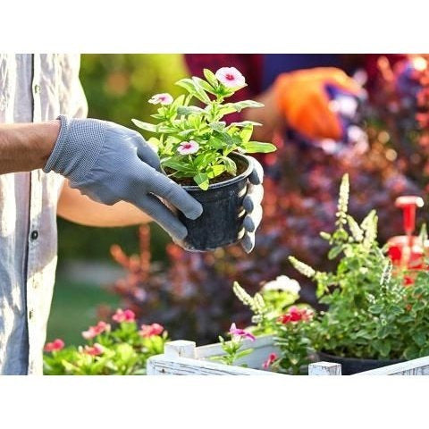 Growmoor Ericaceous Compost 50L Premium Soil Mix For Azalea Camellia Rhododendron And Heather Plants