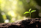 Compost with Westland Gro-Sure Seed Cutting Seaweed - product gallery image 18