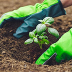 Compost with Westland Gro-Sure Seed Cutting Seaweed - product gallery image 7