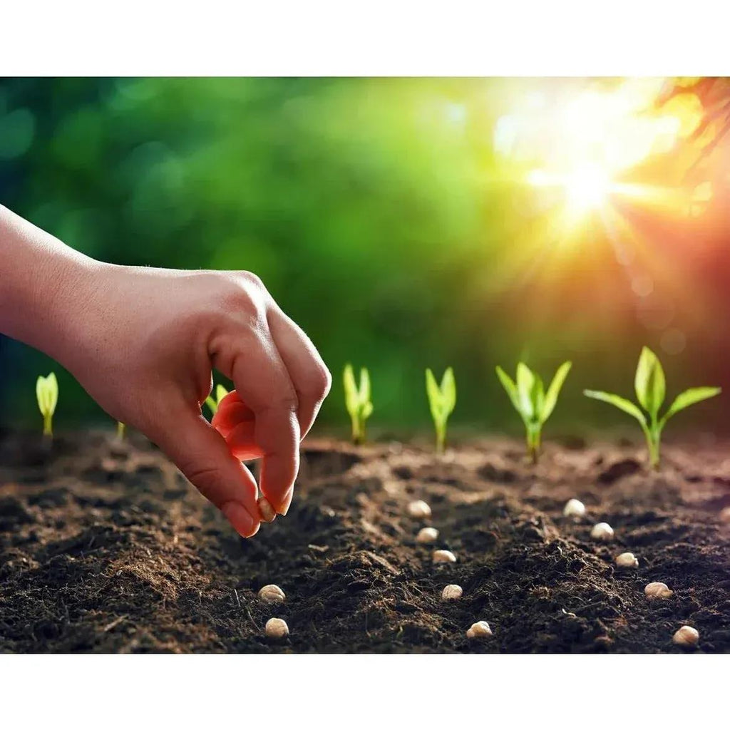 Compost with Westland Gro-Sure Seed Cutting Seaweed - product gallery image 8