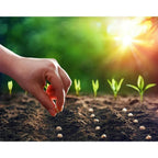 Compost with Westland Gro-Sure Seed Cutting Seaweed - product gallery image 8