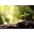 Compost with Westland Gro-Sure Seed Cutting Seaweed - product gallery image 9