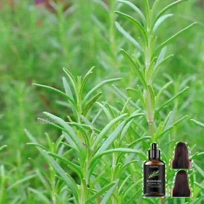 100Ml Black Bottle of Rosemary Essential Oil Can Be Used for Hair Care Essential Oil, Hair Care And Moisturizing, Smooth, Dry, Rough, Mild Bifurcate Care to Make Hair Look More Shiny