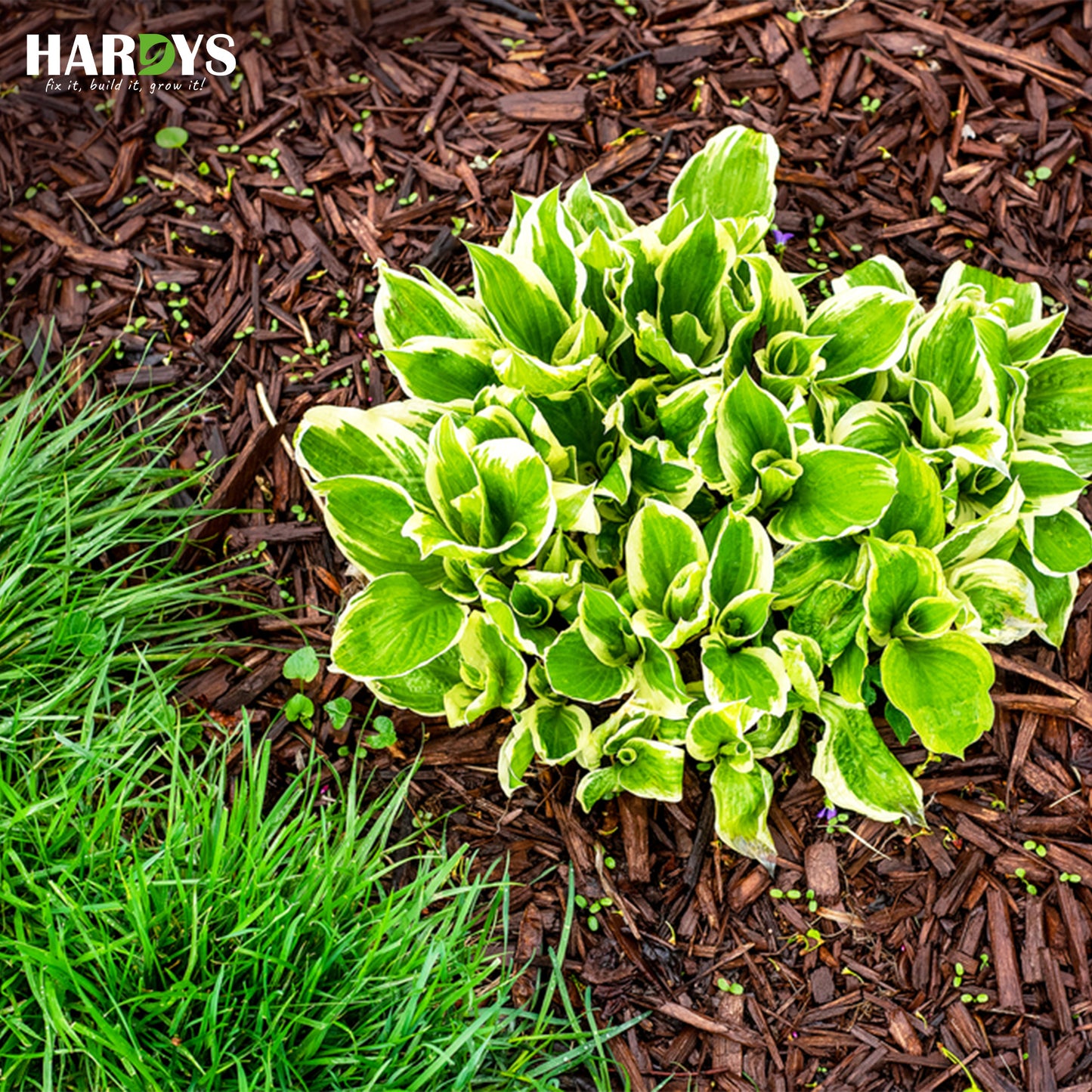 Hardys 75L Pine Landscape Bark Chippings for Garden - Decorative Wood Bark Chips - Mulches Down, Insulates Roots, Weed Control - Path, Playground, Border Wood Chippings for Garden
