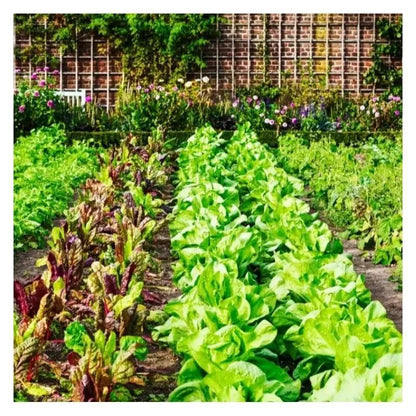 2 X Doff Liquid Seaweed Concentrate 1L For Use on Garden Plants Shrubs & Vegetables, Supports Growth, Makes Up to 300L