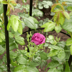 Garden Obelisk with Easy Assembly, 1.9m, 1, Black Powder Coated 1.9m Stylish Steel - product gallery image 6