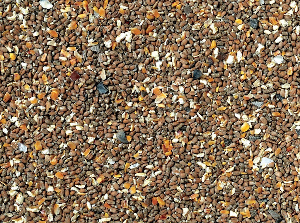 Poultry Feed with Airtight, 5kg, 5 Kg, Corn Oyster Shell Chicken Nutritious Strong - product gallery image 4