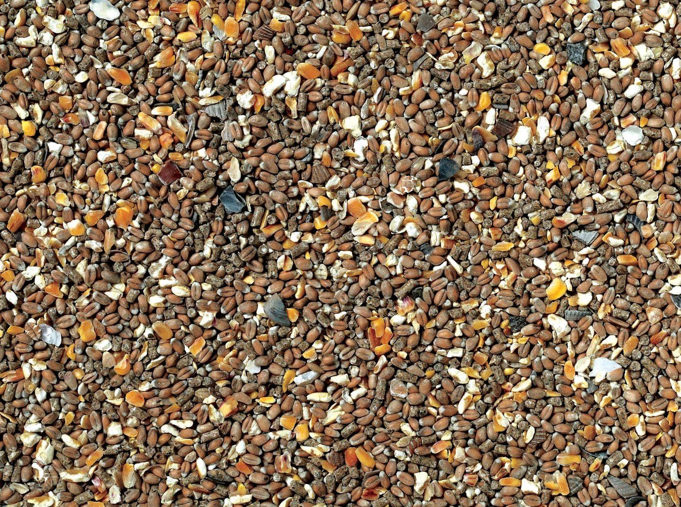 Poultry Feed with Airtight, 5kg, 5 Kg, Corn Oyster Shell Chicken Nutritious Strong - product gallery image 4