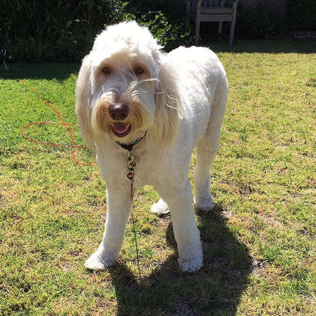 Ring 10ft Dog Tie-Out Cable Spiral Stake for gardens and patios - product gallery image 2